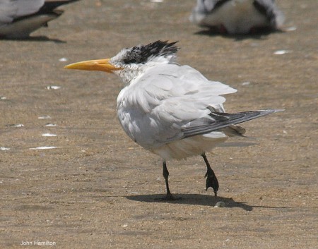 Royal Tern Tanji Gambia
